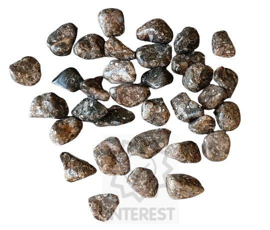 Tromlovaný kámen Achát mušlový - Turritella XL velikost 25 - 45 mm.